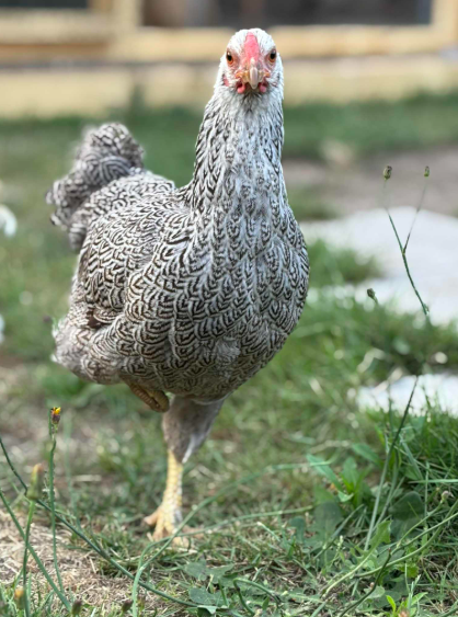 Afbeelding