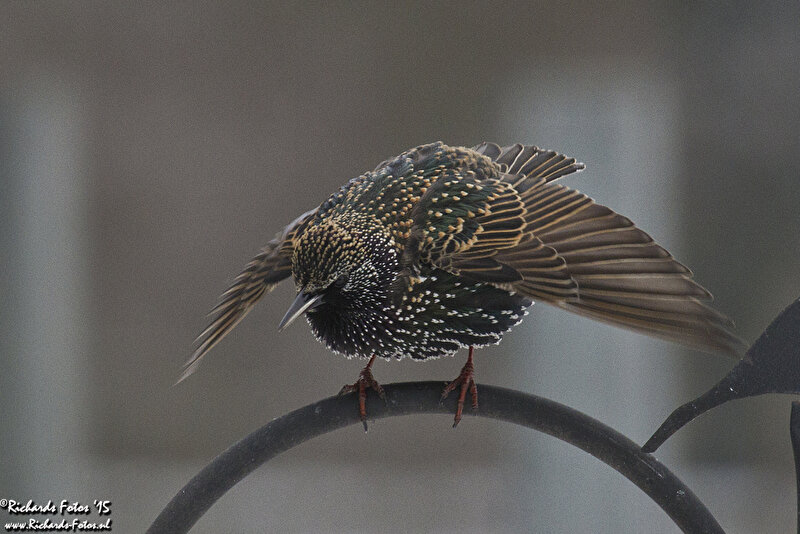 Vogels in de tuin • Bokt.nl