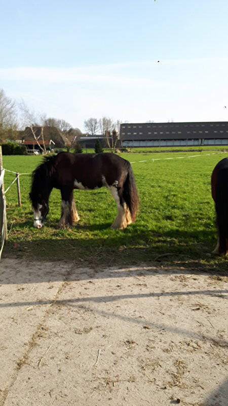 Afbeelding