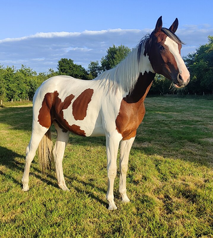 Afbeelding