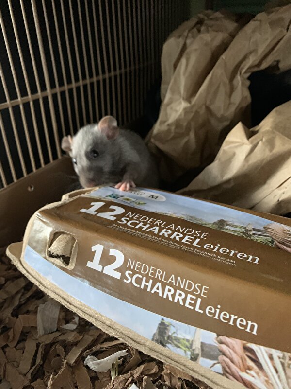 Afbeelding