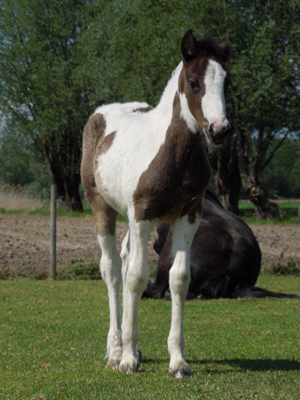Afbeelding