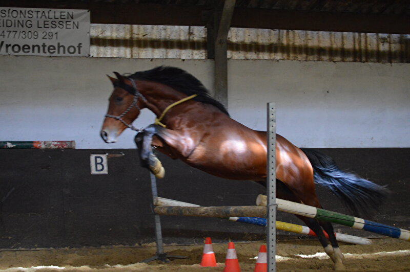 Afbeelding