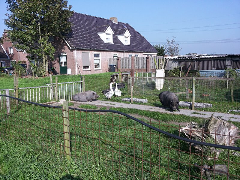 Afbeelding