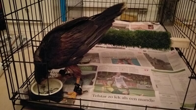 Afbeelding