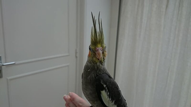 Afbeelding