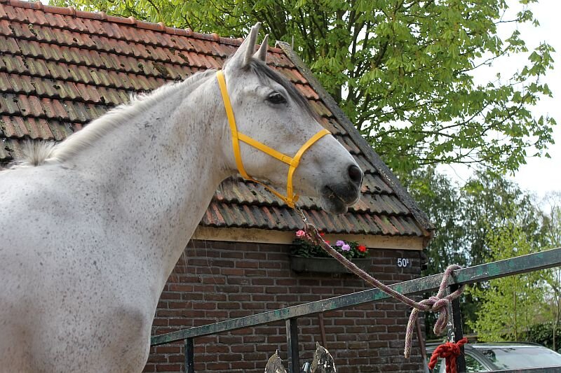Afbeelding