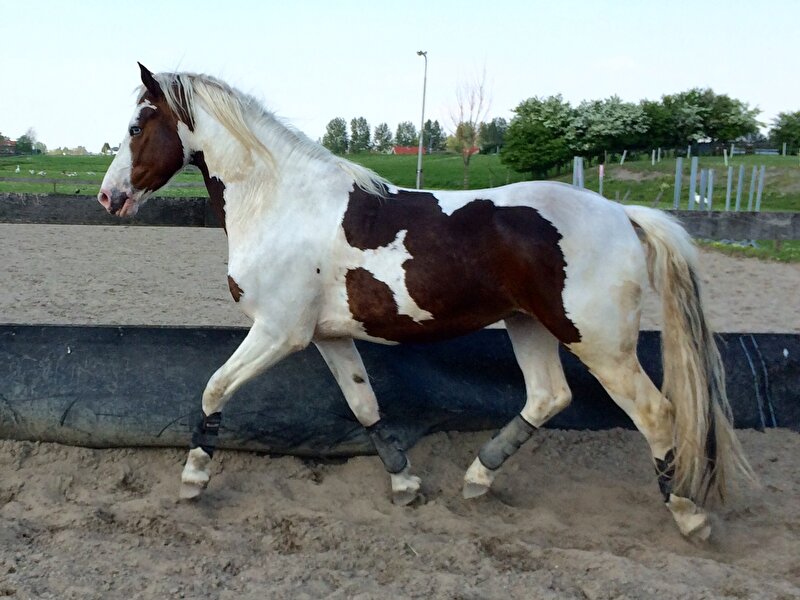 Afbeelding