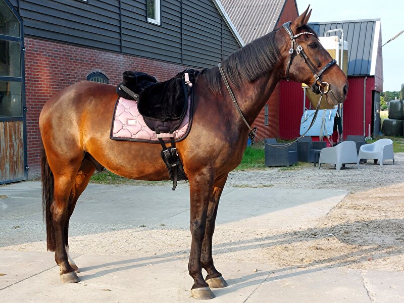 Afbeelding