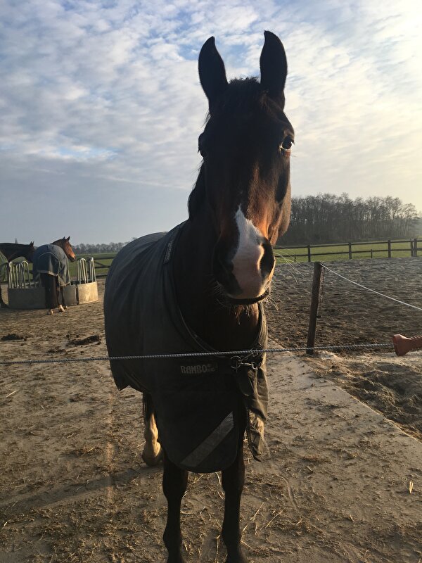 Afbeelding