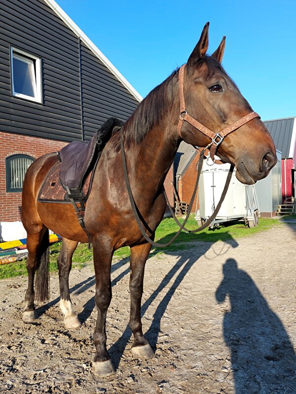 Afbeelding