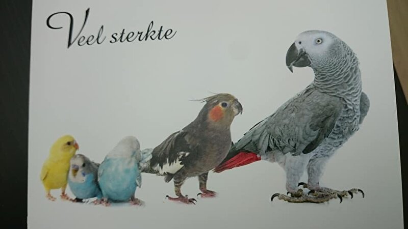 Afbeelding