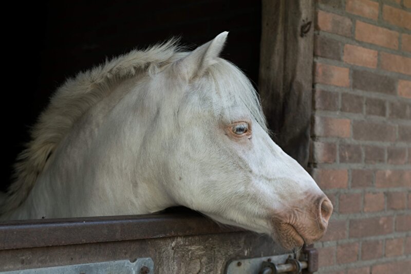 [EG]Jip van manege Goudse hout/Goudse manege • Bokt.nl