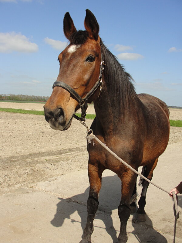 Afbeelding
