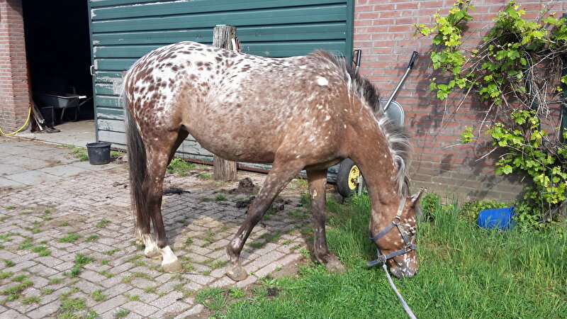 Afbeelding