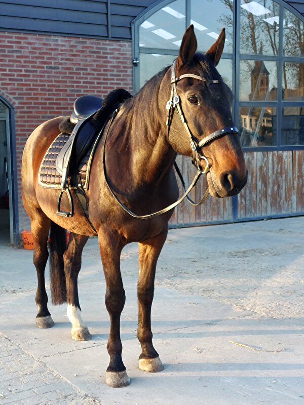 Afbeelding