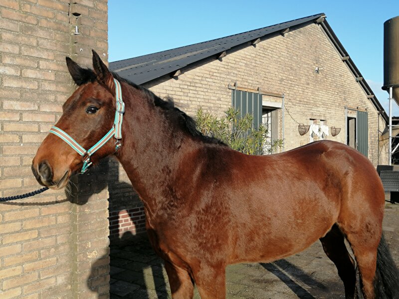 Afbeelding
