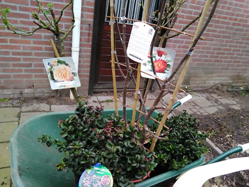 Afbeelding