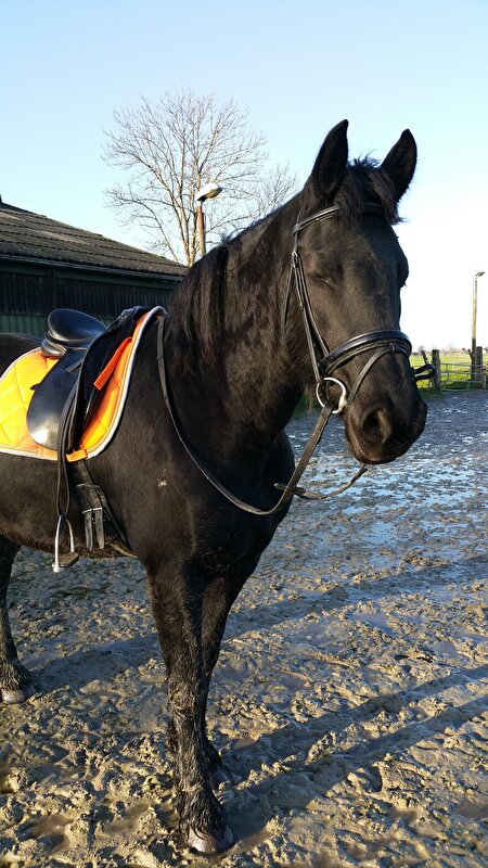 Afbeelding