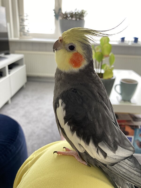 Afbeelding