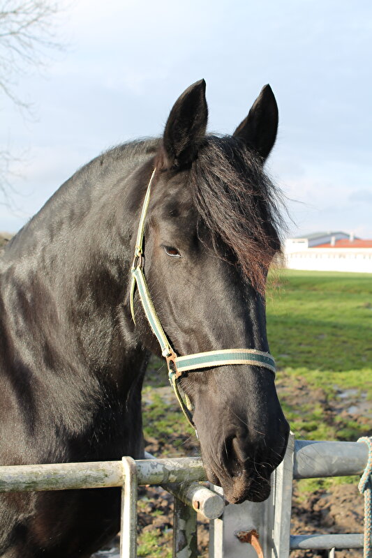 Afbeelding