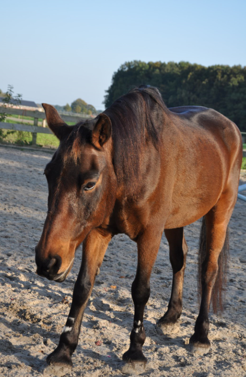 Afbeelding
