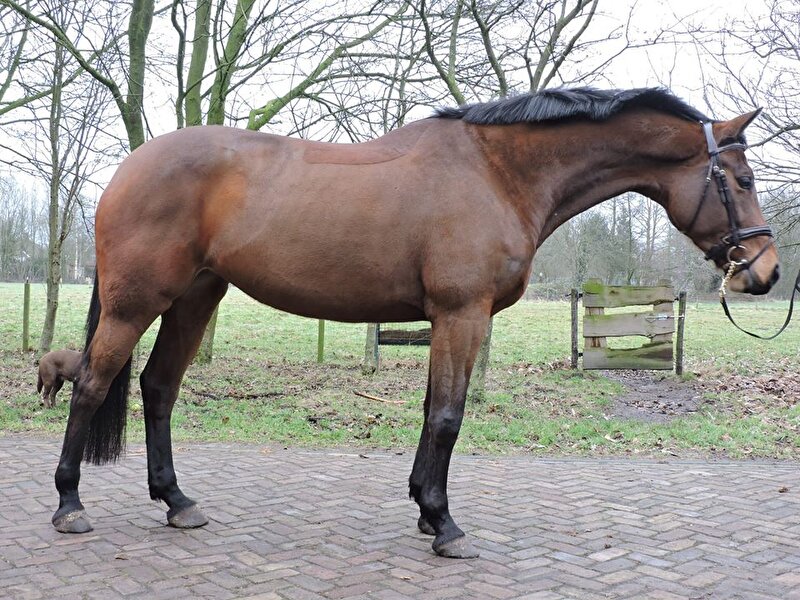 Advies hengst voor Landlord x Julio Mariner merrie • Bokt.nl