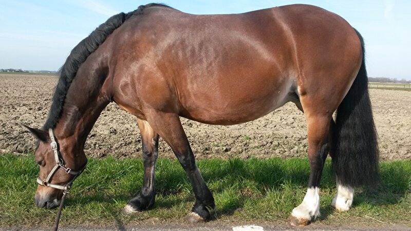 Afbeelding