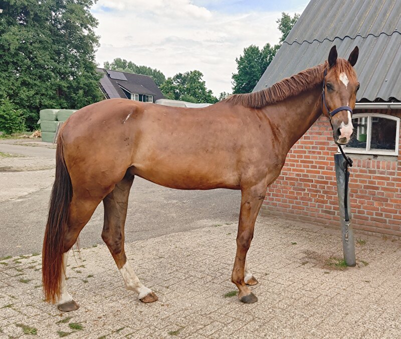 Afbeelding