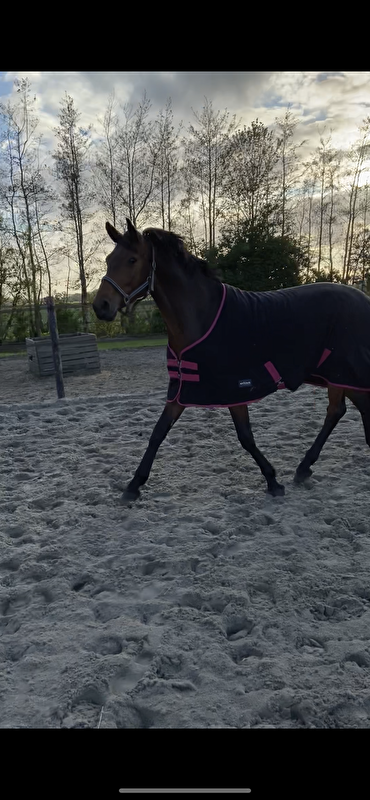 Afbeelding
