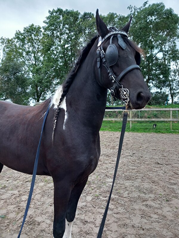 Afbeelding