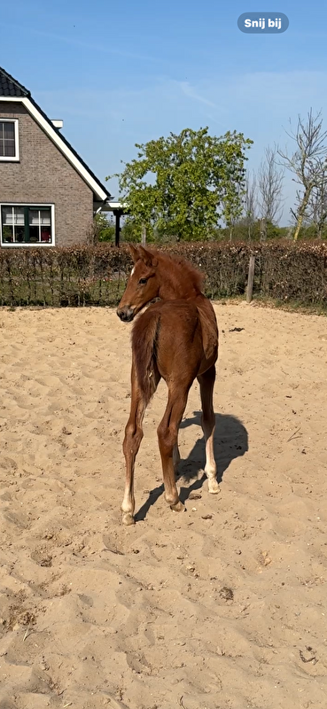 Afbeelding