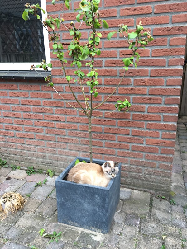 Afbeelding