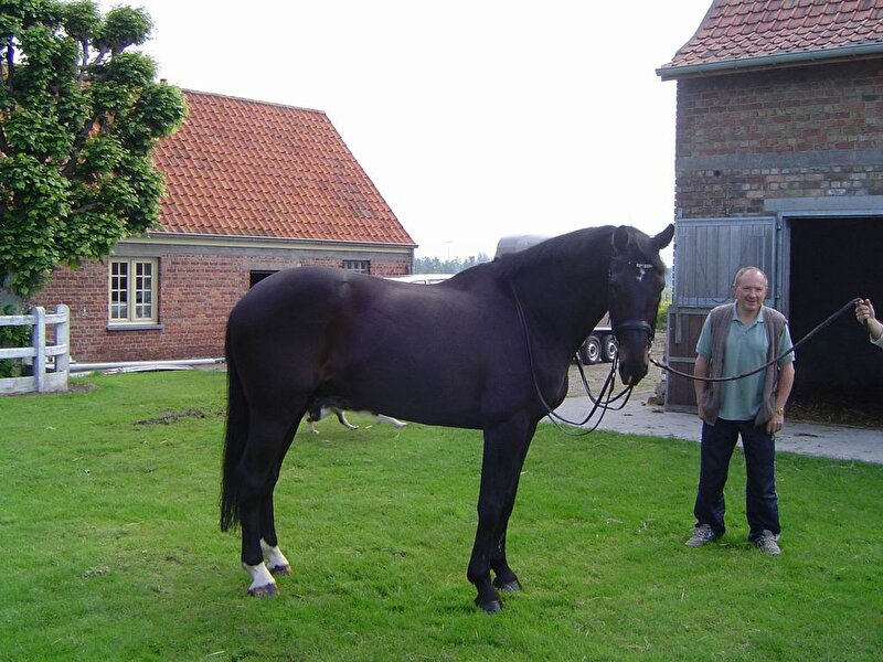 Afbeelding