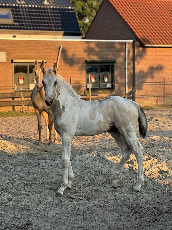 Afbeelding