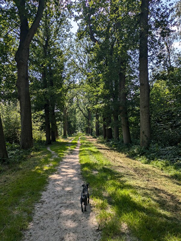 Afbeelding