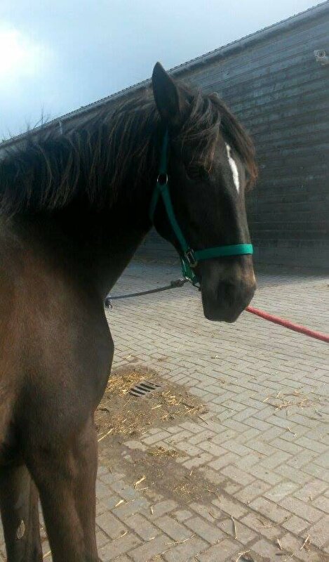 Afbeelding