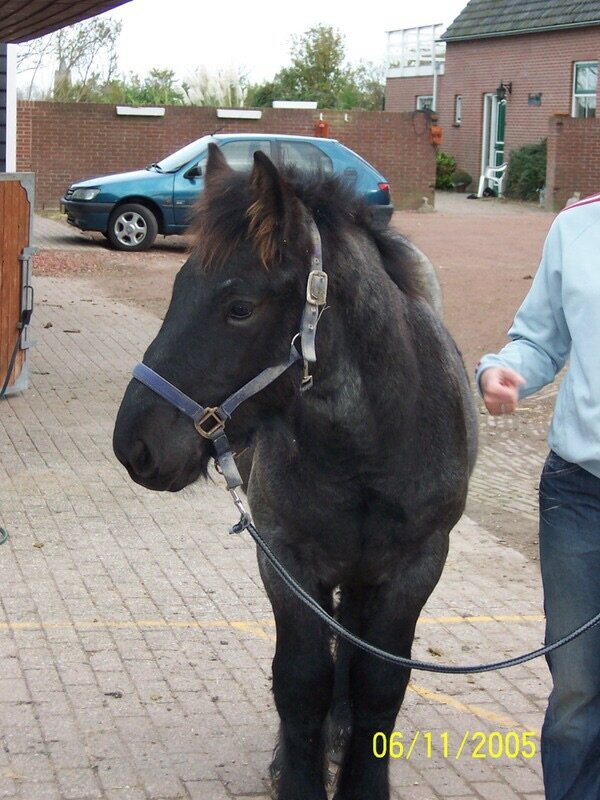 Afbeelding