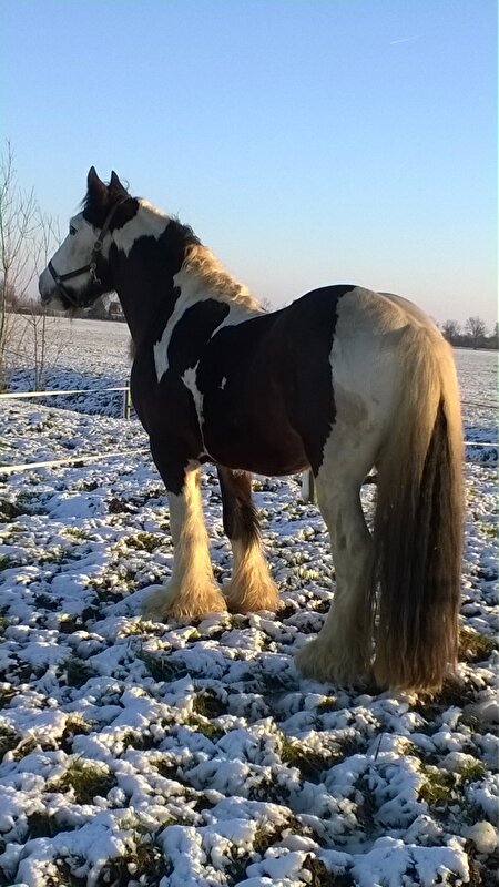 Afbeelding
