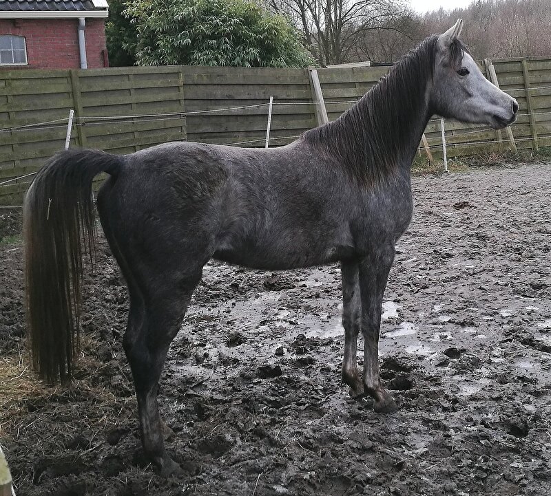 Paarden Die In 2019 Beleerd Gaan Worden! • Bokt.nl