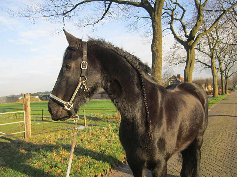 Afbeelding