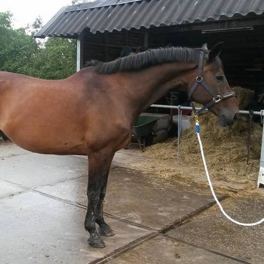 Afbeelding