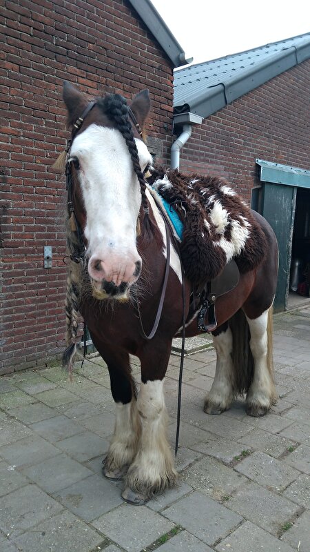 Afbeelding