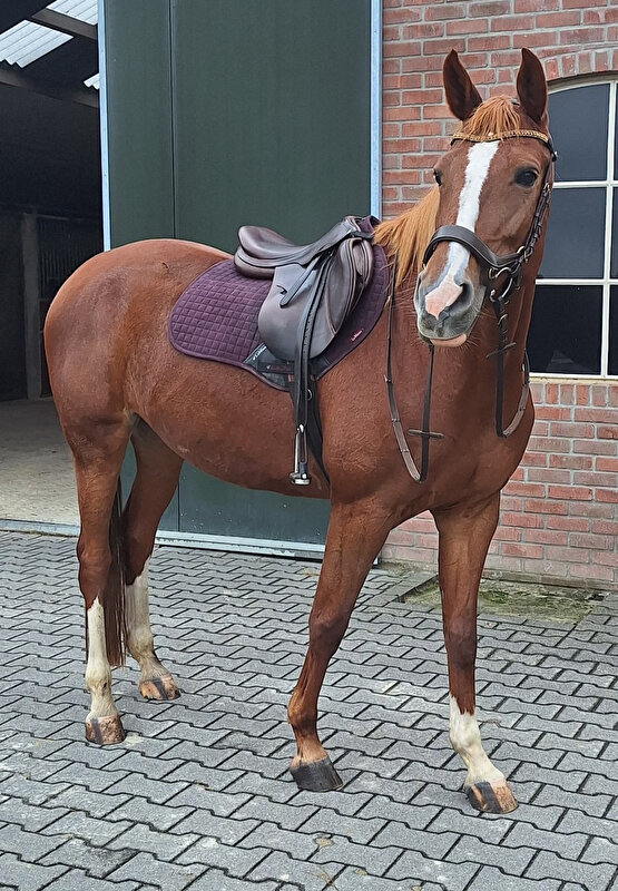 Afbeelding