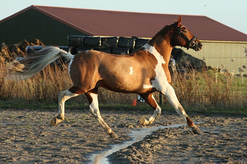 Afbeelding