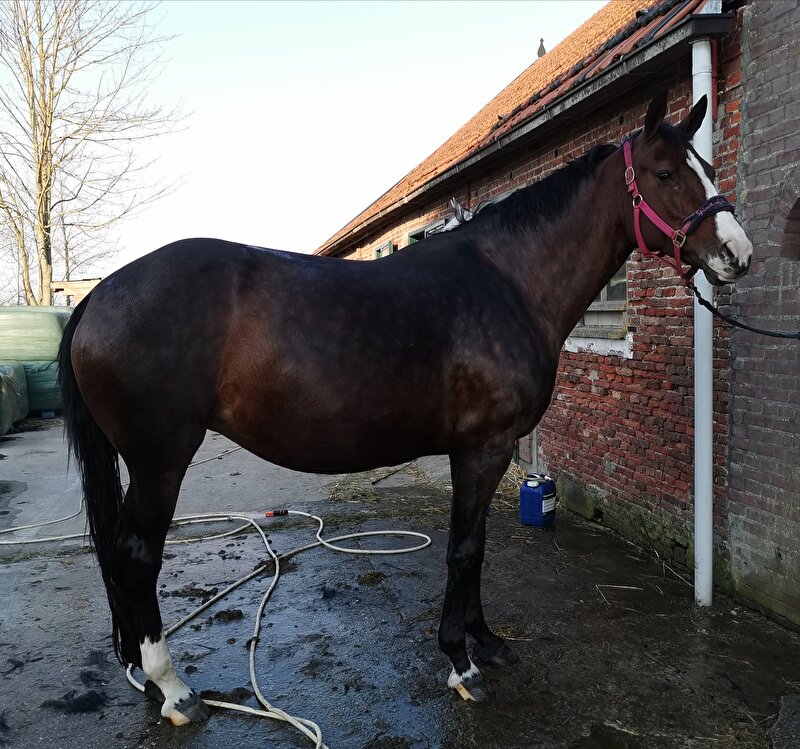 Afbeelding