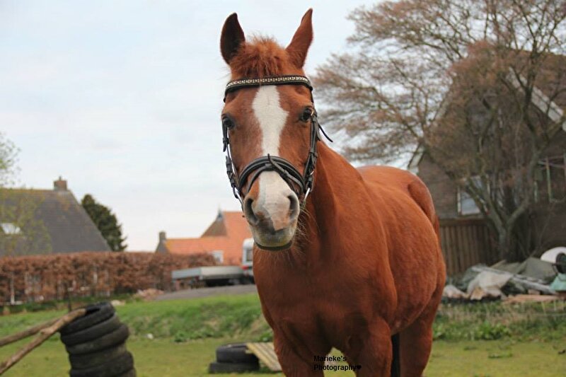 Afbeelding