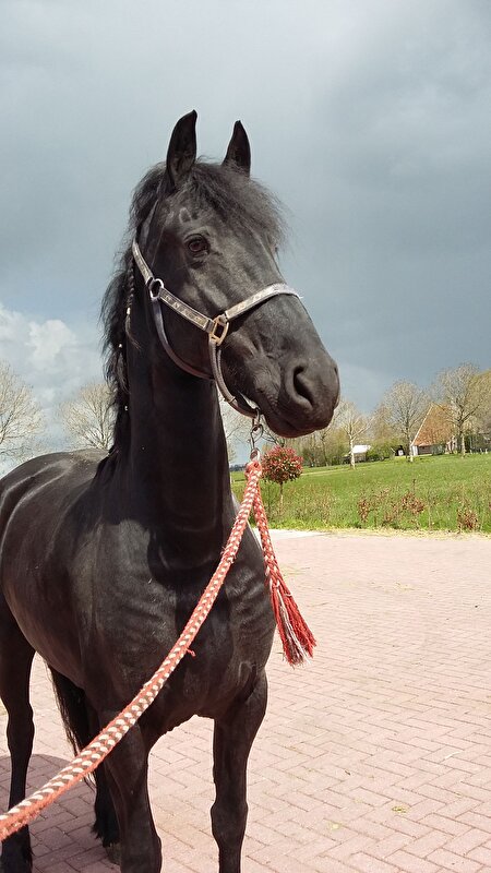 Afbeelding