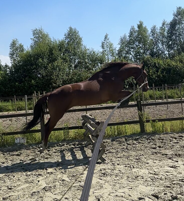 Afbeelding