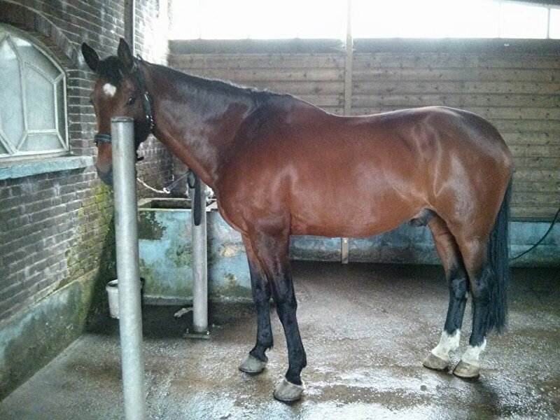 Afbeelding